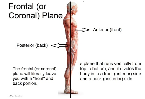 In SAP, it cuts a line going down the side of your body, perpendicular to the transverse plane with both ends pointing out to the right and left side of the body.