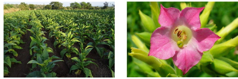 <p>gewone tabaksplant</p>