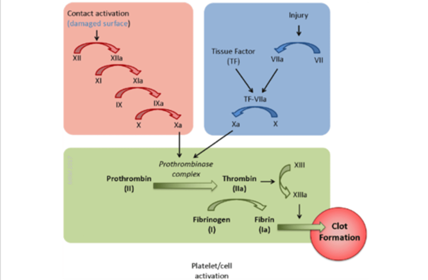 <p>activated by <strong>external</strong> stimuli (e.g. blunt trauma)</p><p><mark data-color="yellow">injury </mark><span><mark data-color="yellow">→ VII + TF </mark></span><mark data-color="yellow">→</mark><span><mark data-color="yellow"> </mark></span><mark data-color="yellow">VII to VII<sub>a</sub> → </mark><span><mark data-color="yellow">TF:</mark></span><mark data-color="yellow">VII<sub>a</sub></mark><span><mark data-color="yellow">→ </mark></span><mark data-color="yellow">TF:VII<sub>a</sub> + </mark><span><mark data-color="yellow">X </mark></span><mark data-color="yellow">→</mark><span><mark data-color="yellow"> X<sub>a</sub></mark></span></p><p>the <strong><span style="color: blue">BLUE</span> </strong>pathway</p>