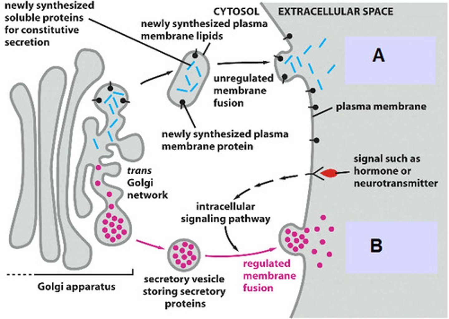 <p>Proteins sent in vesicles from Golgi immediately to cell surface with no regulation</p>