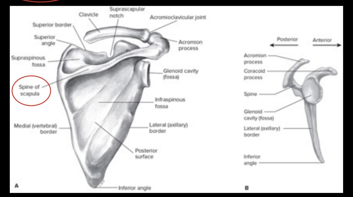 <ul><li><p>upper extremity depends on the shoulder girdle to serve as a base</p></li><li><p>ONLY attachment of upper extremity to axial skeleton</p></li></ul>