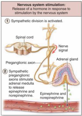 <p>nervous system stimulation</p>