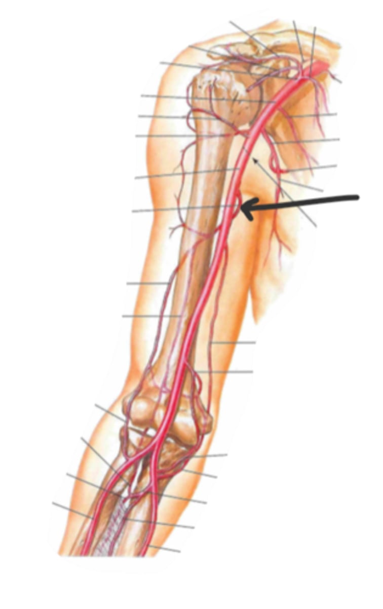 <p>identify the structure(s) indicated by the arrow</p>