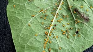<ul><li><p>Small, soft-bodied insects that feed by sucking sap from plants, often causing stunted growth and distorted leaves. They reproduce quickly, leading to large populations that can damage a variety of plants in gardens and farms. </p></li><li><p>To fix control their numbers by introducing natural predators like ladybugs, removing infested plants, or using insecticidal soap. </p></li></ul><p></p>