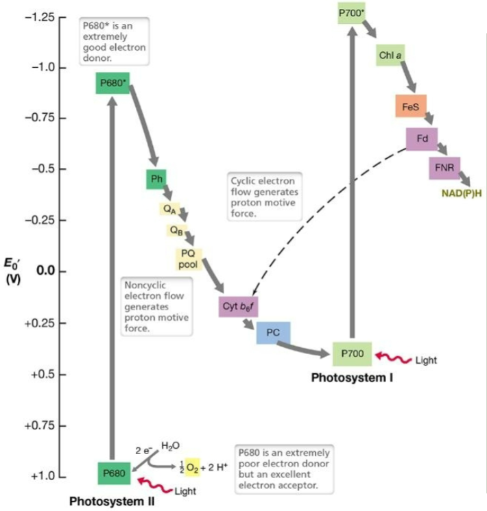 What is the name of this process?