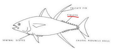 <p>Typically found in fast swimming fishes, they are thought to improve the hydrodynamics of these species. </p>