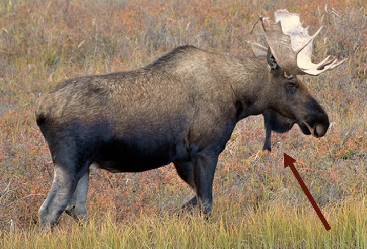 <p>Genus,species and habitat?</p>