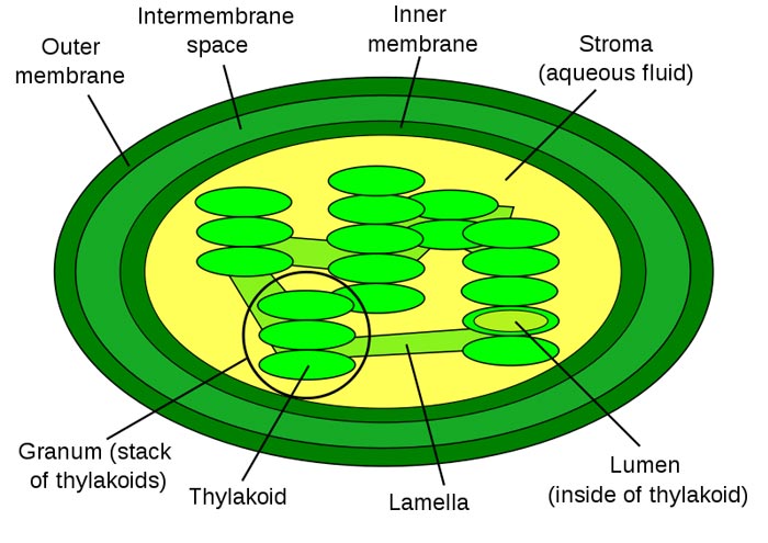 where photosynthesis takes place

thylakoid: disk 

grana: stack of thylakoid

storma: surrounding liquid

lumen: inside of the thylakoid