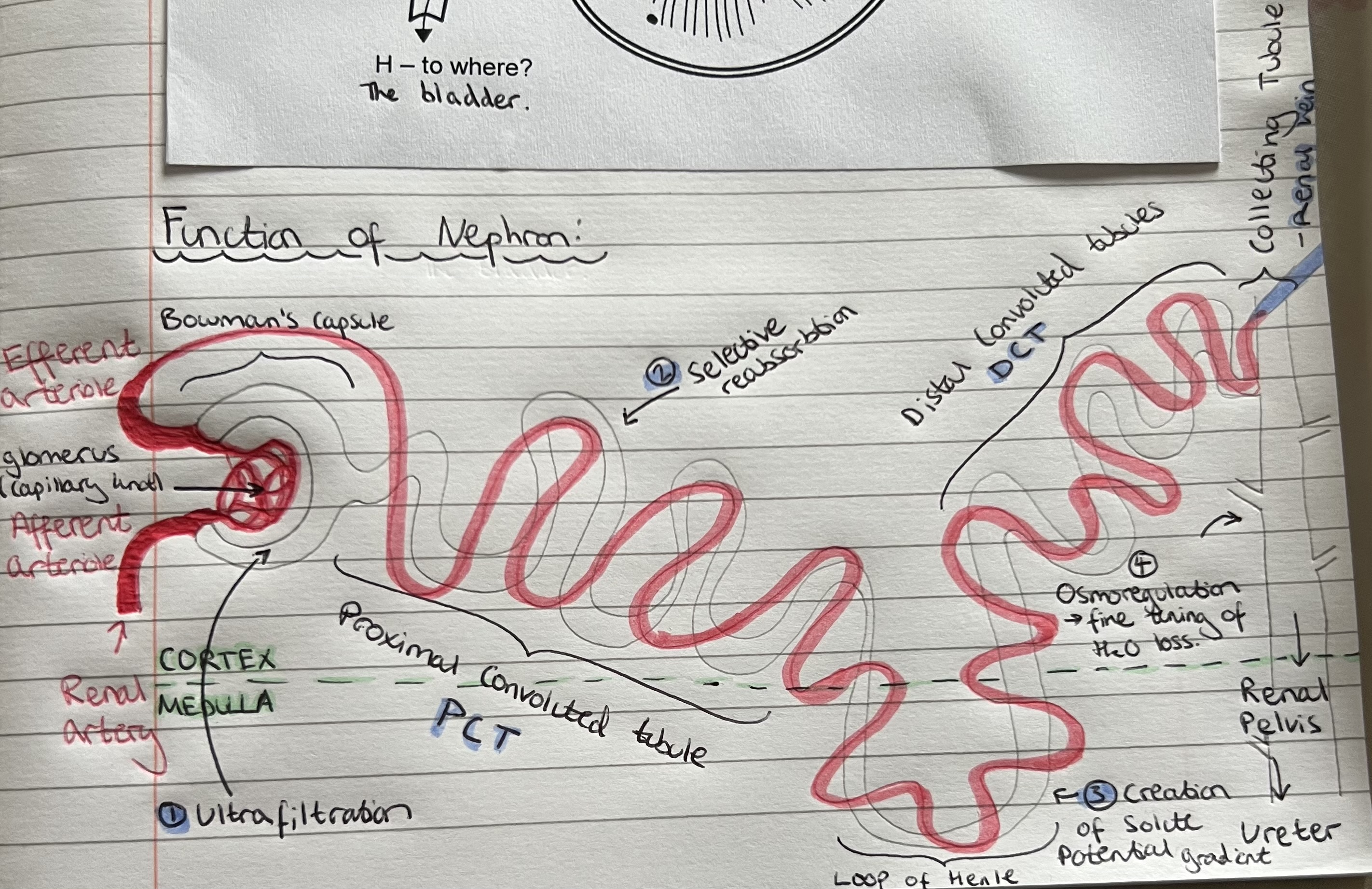 <p>The nephron is the functional unit of the kidney and is highly adapted. There are a million nephrons in every kidney.</p><p>Bowman’s capsule and the proximal and distal convoluted tubules are present in the cortex. </p><p>The loop of Henle is found in the medulla.</p>