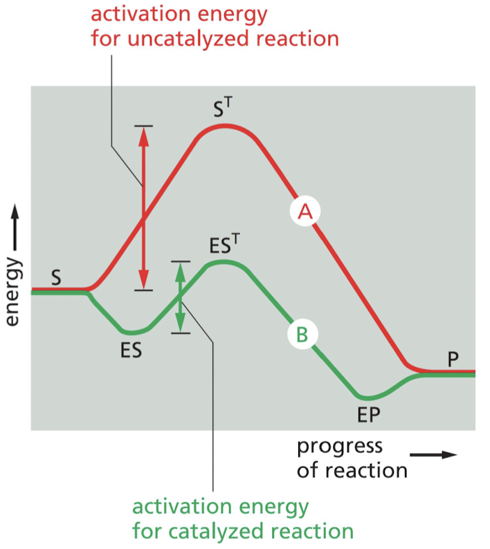 * Cause the chemical transformations that make and break covalent bonds.
  * selectively stabilizes transition states to lower activation energy