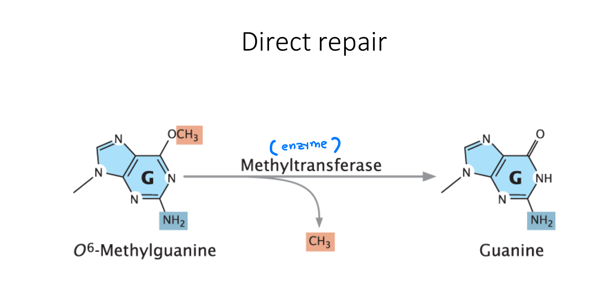 <p>an enzyme repairs the molecule&nbsp;</p>