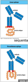 <ul><li><p>Binds anything, proteins, peptides</p></li><li><p>Binding may be sequential or discontinuous</p></li><li><p>Epitope must be on antigen external surface</p></li><li><p>Recognizes nucleic acids, proteins, lipids and polysaccharides</p></li></ul><p></p>