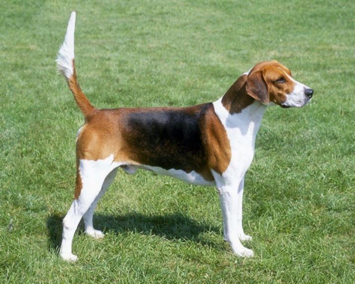 <p>- Hound group<br>- Bred to hunt fox<br>- Bulker than American Foxhound<br>- Black, tan, white, or combination of these</p>