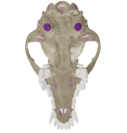 <p>The most ventral part of the temporal bone forms a rounded prominence called the ___, which houses the structures of the middle ear.</p>