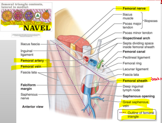<p>NAVEL: Nerve → Artery → Vein → Empty space (canal) → Lymphatics</p>