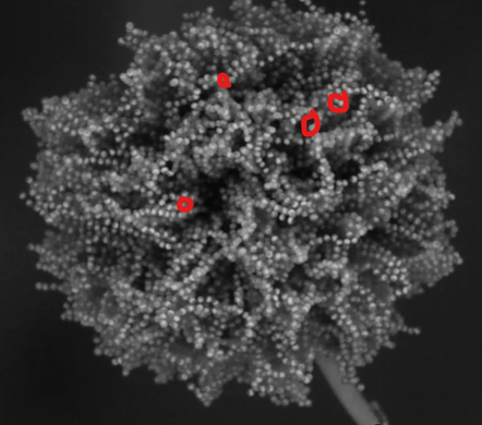 <p>which fungus is this</p>