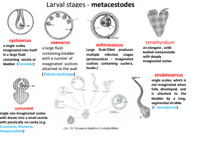 <p>CYCLOPHYLLIDAE</p><p>fam: <strong>Anoplo-cephalidae</strong></p><p>Kjennetegner</p><p>Subfam &amp; genus under them</p>