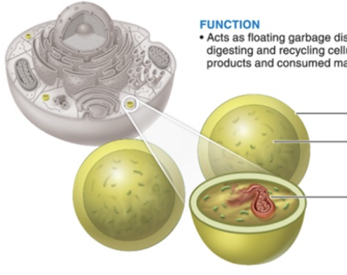 <p>lysosomes </p>