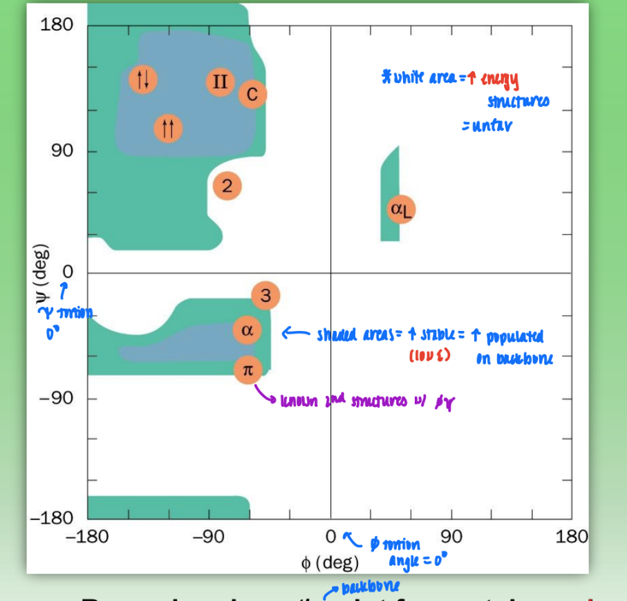 <ul><li><p>shaded areas = very stable (low E) bond configs = highly populated in backbone</p></li><li><p>white area = high energy, unfav configs</p></li><li><p>not every combo fav = sterically inhibited</p></li><li><p>axis = tortion angles</p></li></ul><p></p>