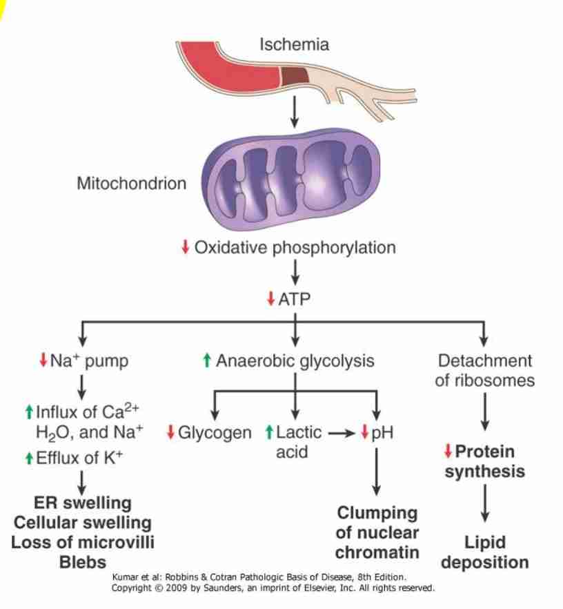 <ul><li><p>ATP is needed for synthetic &amp; degradative processes in cell</p></li><li><p>Functional &amp; morphologic consequences of decreased intracellular ATP during cell injury </p></li></ul>
