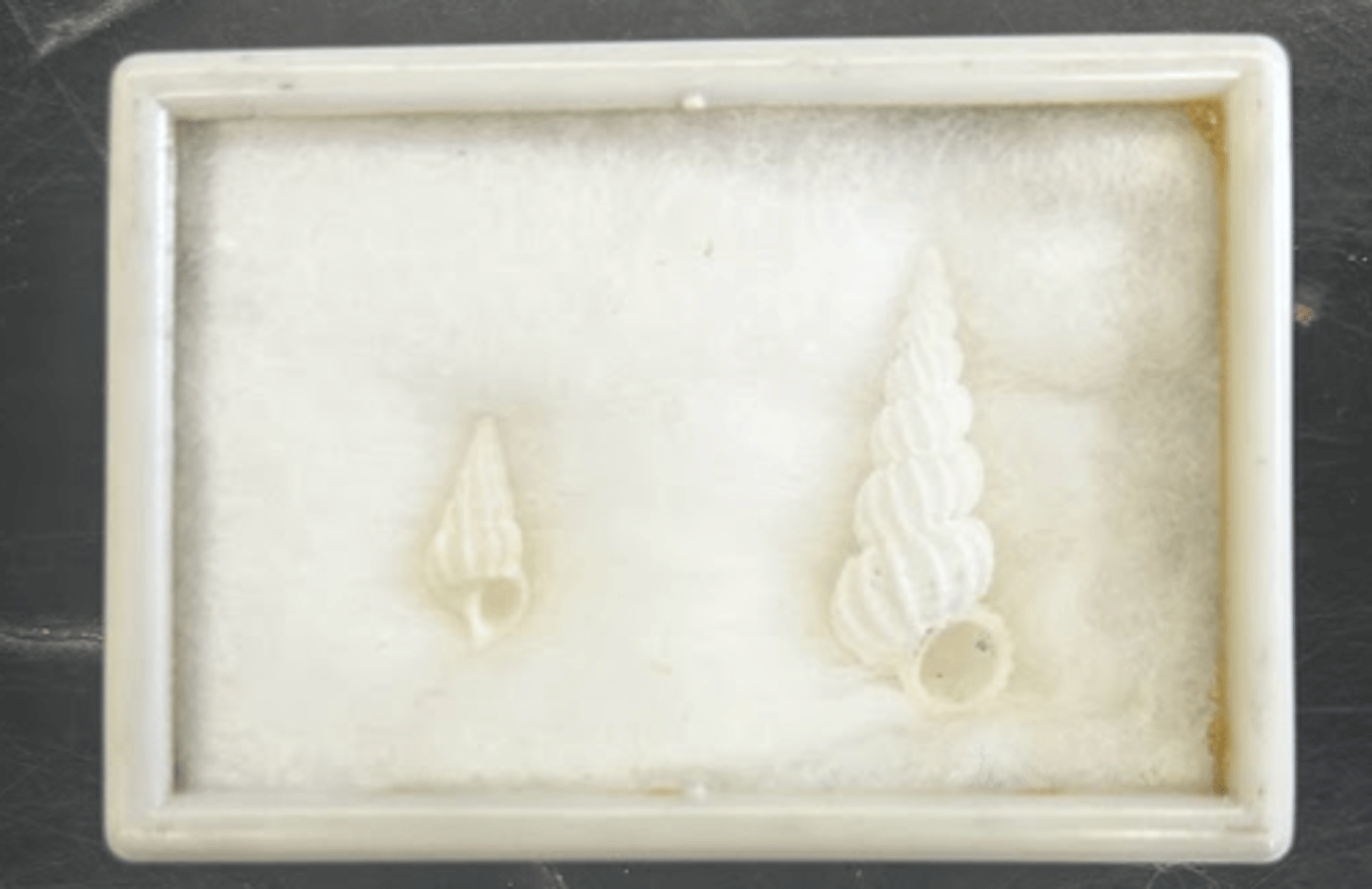 <p>tiny white and purple shells</p>