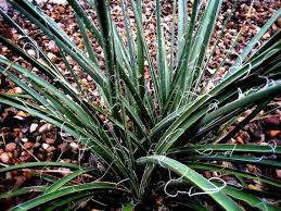 <p>Red Yucca</p><p><em>(Hesperaloe parviflora)</em></p>