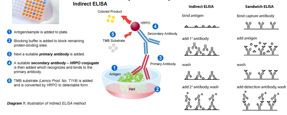 <p><span>used to detect and quantitate a protein content in clinical samples:</span></p><ul><li><p><span>Blood proteins (troponin and C-reactive protein (CRP)</span></p></li><li><p><span>Cerebrospinal fluid proteins.</span></p></li></ul><p></p><p><span>Can be used for screening a large number of samples for the presence of infection agents or Abs</span></p><p></p>