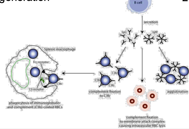 <p>aka auto-immune hemolytic anemia:</p><p>-patients RBCs are recognized as foreign by the immune system, leading to antibody generation</p>