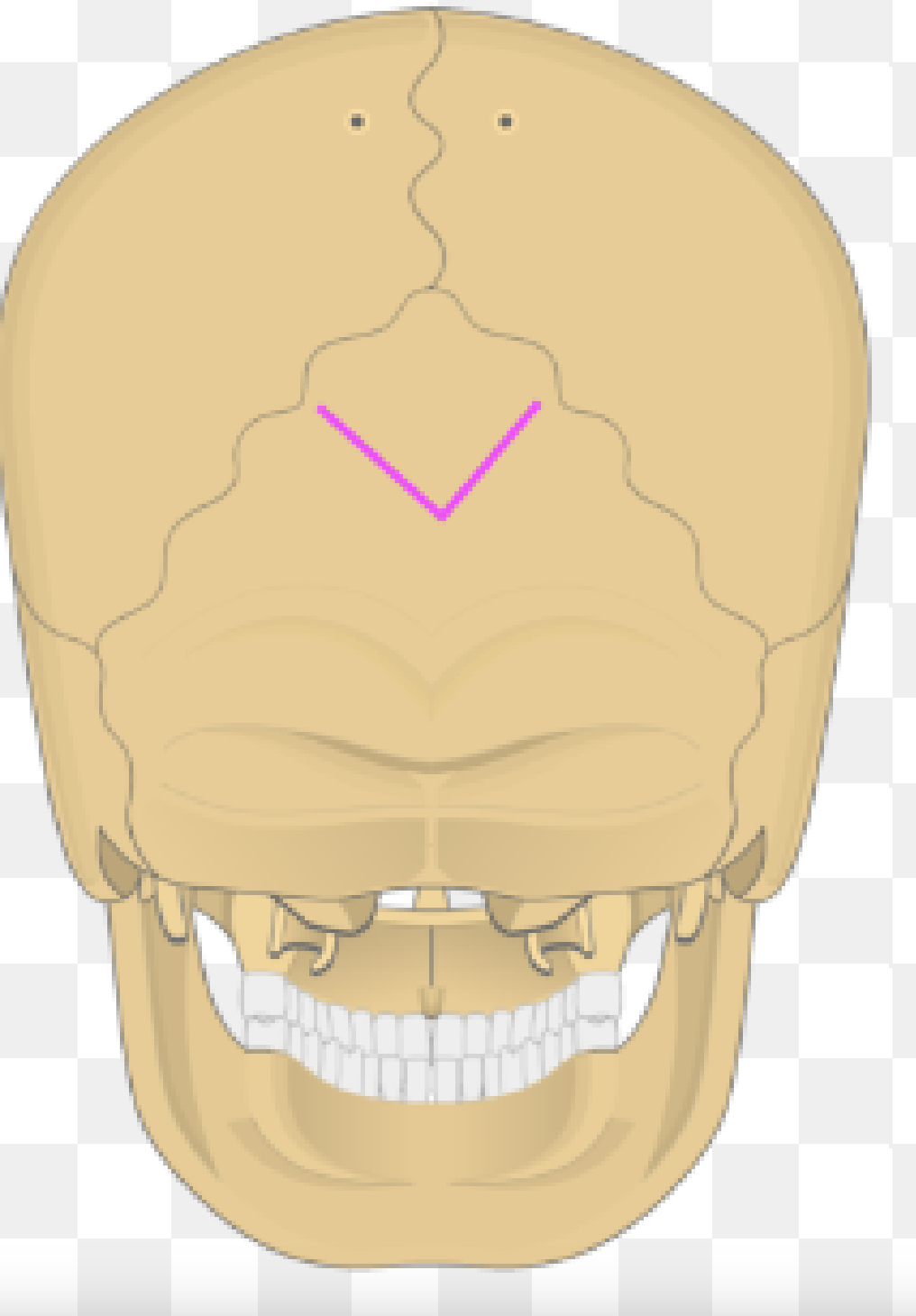 <p>What bone marking is this?</p>