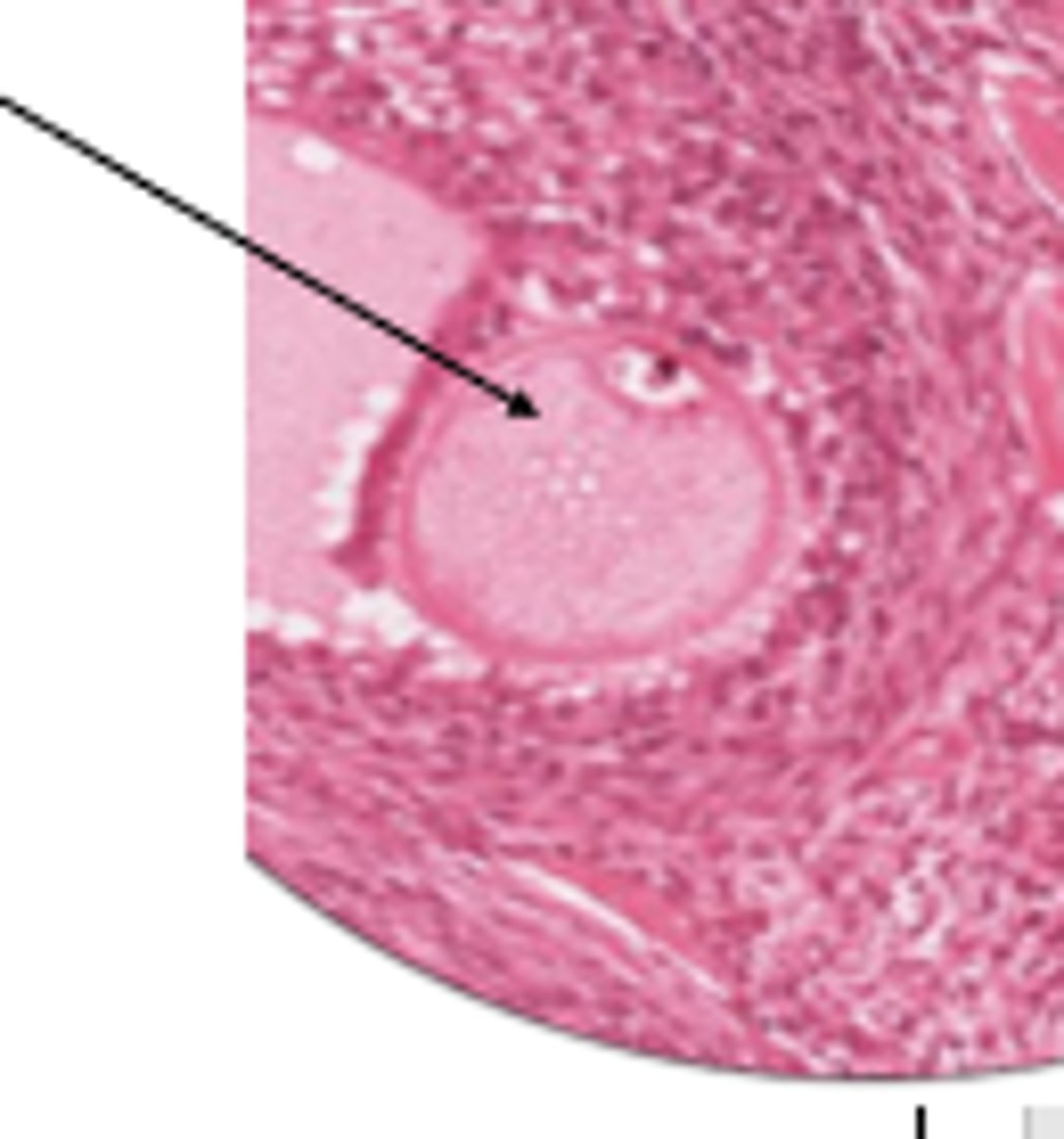 <p>cell and organ?</p>