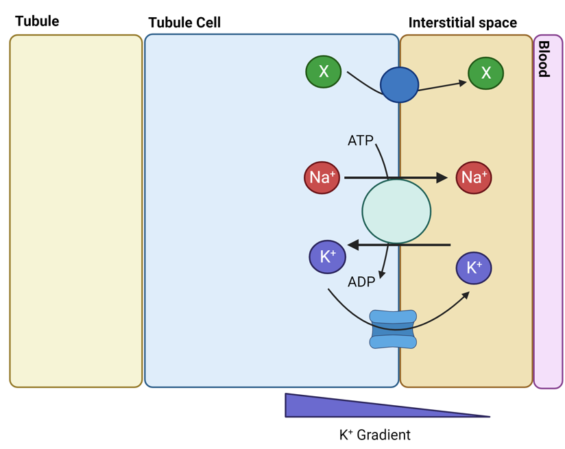 <p>Via Na+/K+ ATPase pump which requires ATP and K+ then returns to interstitial fluid via ion channels down a conc gradient </p>