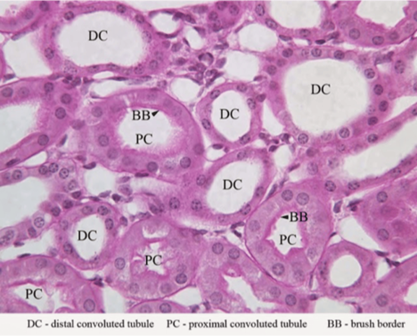 <p>Found in the kidney.</p>