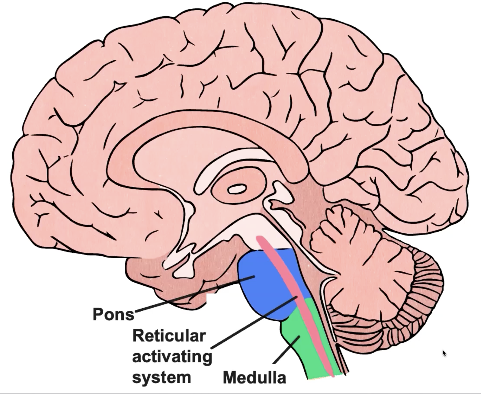 <p>Connect the brain stem and the cerebellum, helping to coordinate communication between the left and right side of the body. They also take part in managing and regulating sleep-cycles <em>(like norepinephrine)</em></p>