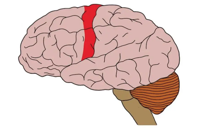 <p><span style="color: #000000"><mark data-color="#ffffff" style="background-color: #ffffff; color: inherit">responsible for initiating voluntary movements, located in the posterior portion of the frontal lobe</mark></span></p>