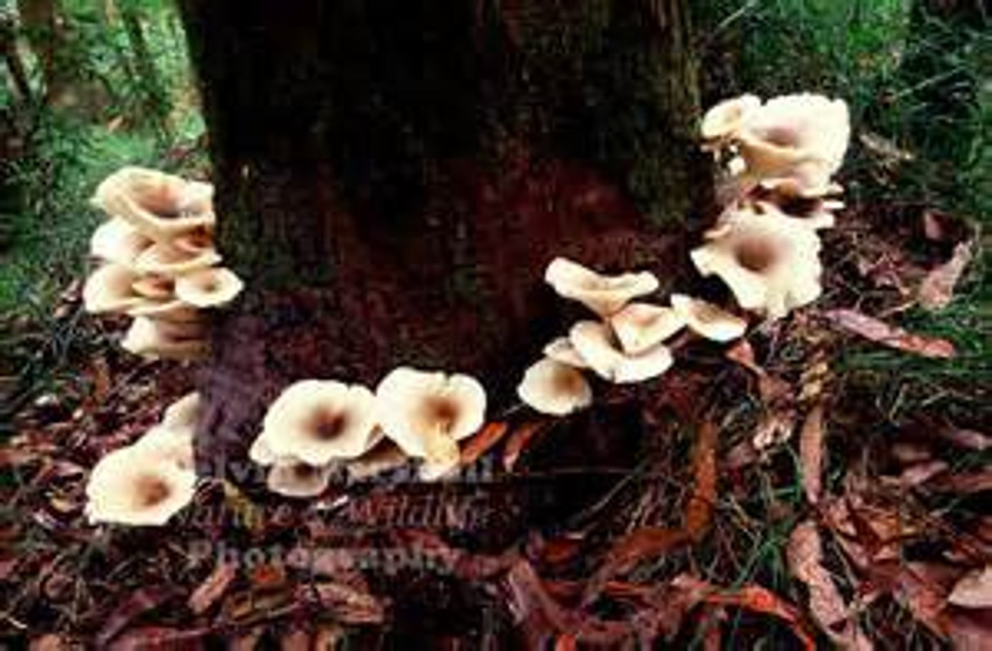 <p>heterotrophs that obtain organic nutrients from detritus by external digestion. release inorganic nutrients as part of nutrient cycles.</p>