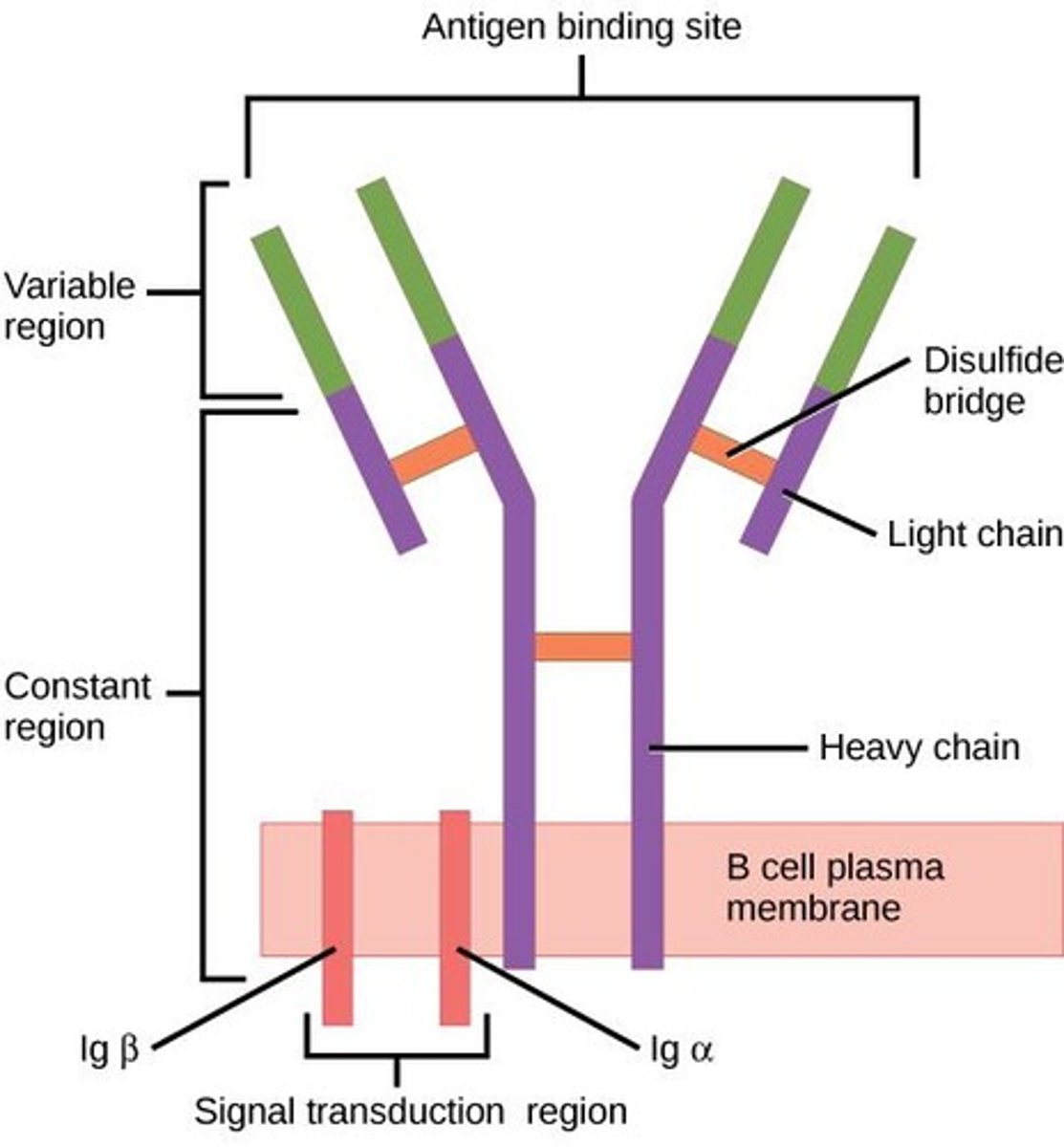 <p>Proteins made by B cells that recognize specific antigens.</p>