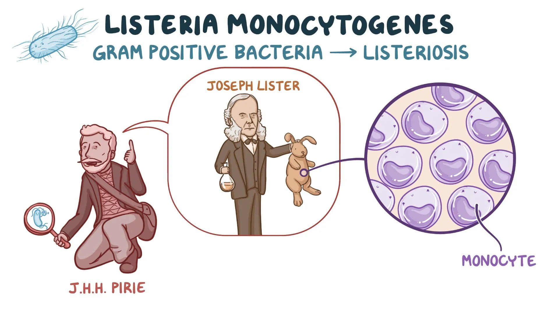 <p><strong>Listeria monocytogenes</strong>, a <span style="color: purple">gram-positive</span> non spore forming coccobacili bacteria</p>