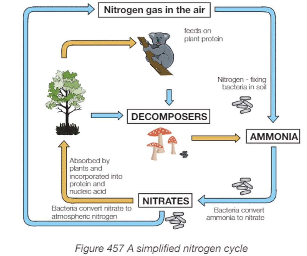 <ul><li><p>nitrogen is essential for plant growth</p></li><li><p>Nitrogen fixing bacteria convert atmospheric nitrogen into nitrates which is a readily available form of nitrogen to be used by plants for growth</p></li></ul>