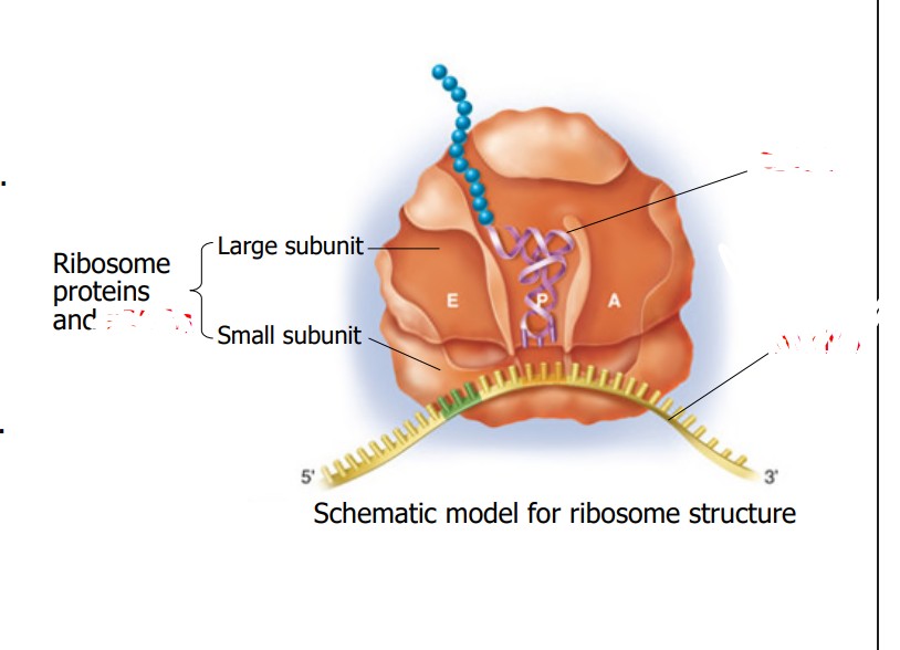 <p>What is the purple part? </p>