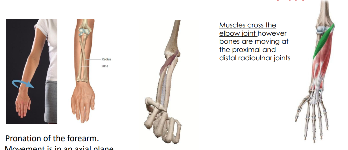 <p>- movement at the radioulnar joints (forearm complex)</p><p>- muscles cross the elbow joint however bones are moving at the proximal and distal radioulnar joints</p><p>- pronator means it does pronation, teres means rotation</p><p>- pronation of the forearm (move into prone position)</p><p>- movement is in a transverse (axial) plane</p><p>- radius ends up where its proximal end is lateral and distal end is in medial position (relative to ulna)</p><p>ANIMATION ON SLIDE 23</p>
