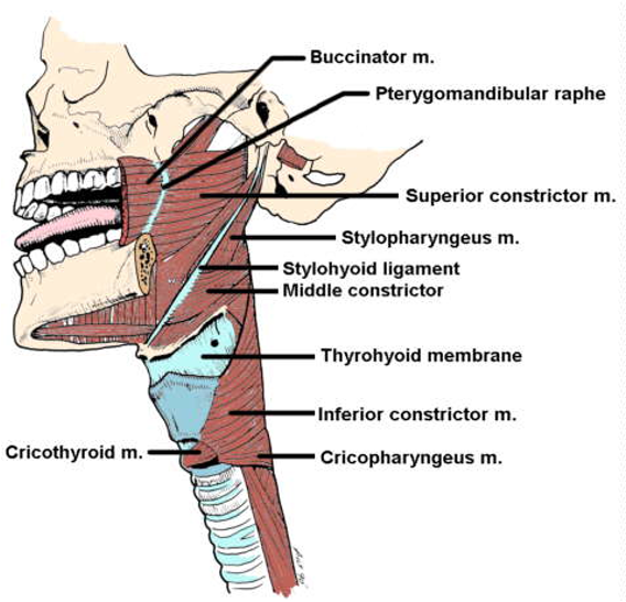 <p>which muscles are associated with the 4th pharyngeal arch i.e. innervated by the vagus nerve</p>