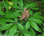 <p>Shrub or small tree, ofter ornamental</p><p>Leaf: palmately compound, opposite, deciduous</p><p>Flower: large red</p><p>Bark: light grey/brown, warty lenticels </p>