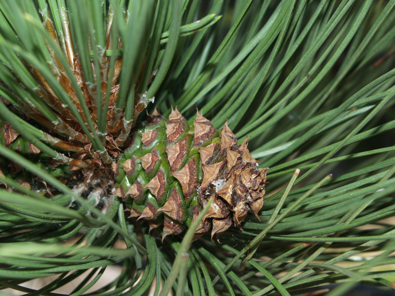 <ul><li><p>thick, fire-resistant bark</p></li><li><p>needles in clusters of 3</p></li><li><p>3-6 in cones with spines</p><ul><li><p>“prickly ponderosa”</p></li></ul></li></ul><p></p>