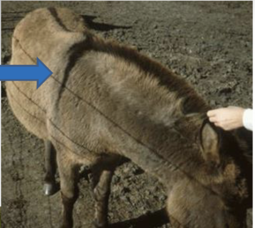 <p>What is this primitive mark? </p>