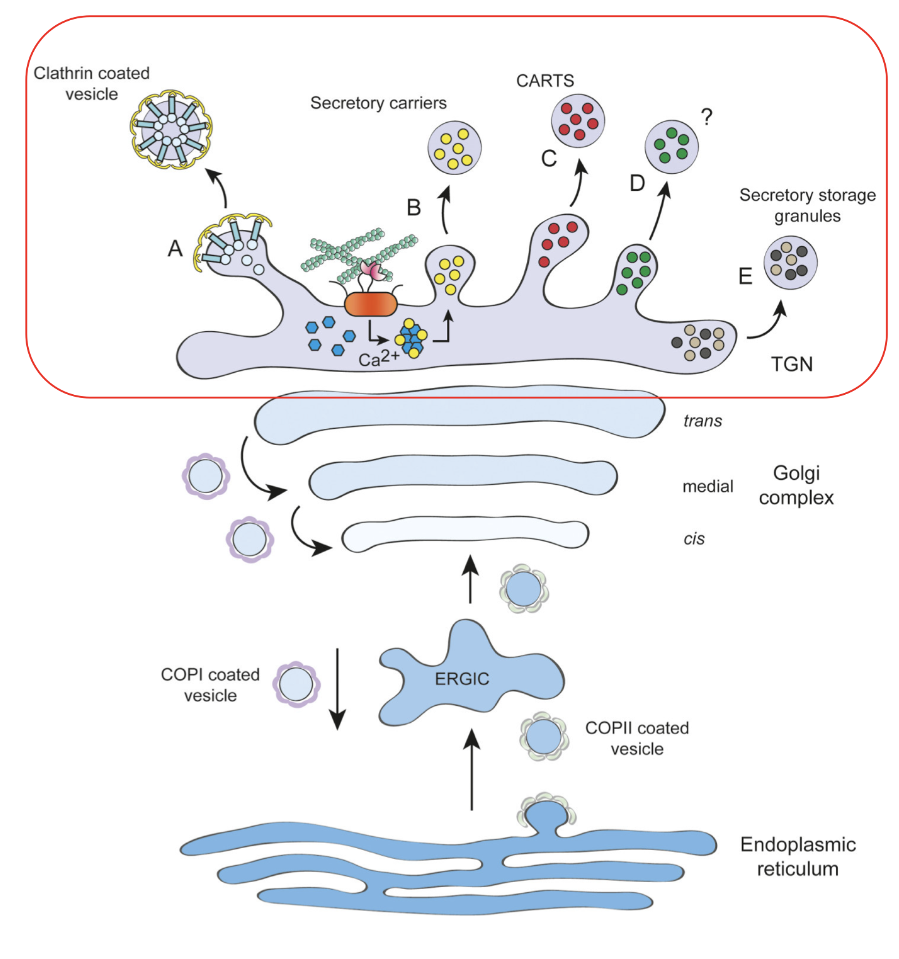 <p>trans-golgi network</p><p>sorting hub to receive cargo from endosomal system and golgi</p><ul><li><p>transmembrane proteins + soluble lysosomal hydrolases, clathrin coated vesicles</p></li><li><p>large extracellular matrix proteins (ex: collagens)</p></li><li><p>protein complexes like dense core secretory granules</p></li><li><p>calcium-dependent sorting of sphingolipid-enriched carriers</p></li></ul><p></p>