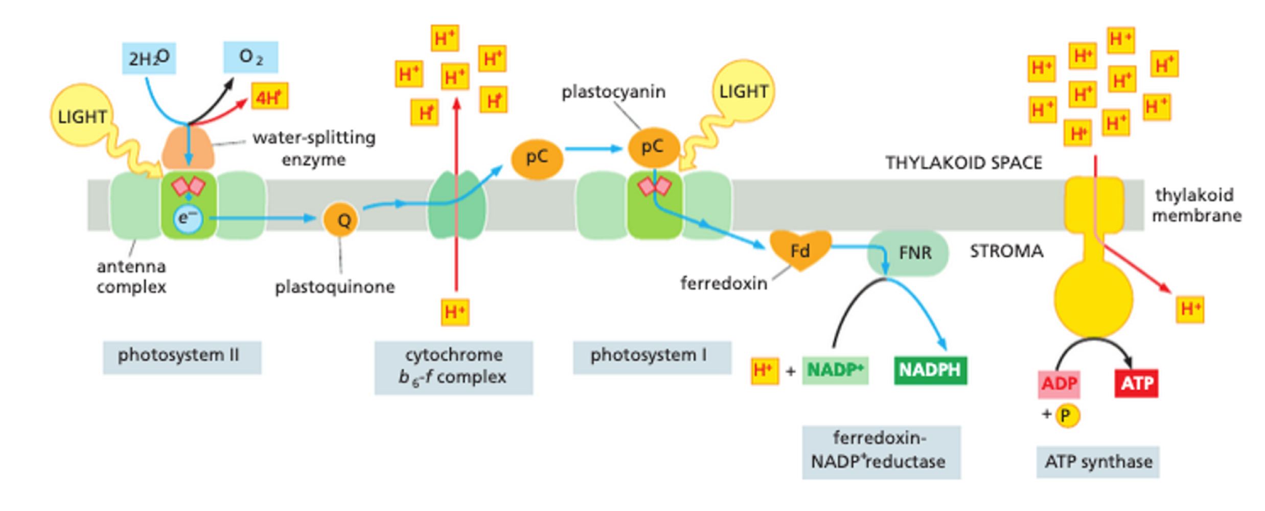 <p>photosystem II = water splitting enzyme produces O<sub>2</sub> </p><p>excided electrons are passed down via electron carriers to photosystem I</p><p>electron proton gradient allows ATP synthesis</p>