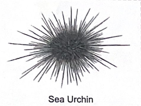 <p>sea urchin SP</p>