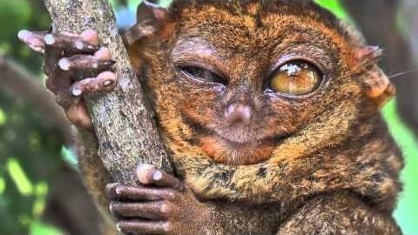 <p>It is the oldest primate-like mammal genus and the first true primate, with only a few teeth and a jaw fragment discovered from Morocco.</p>