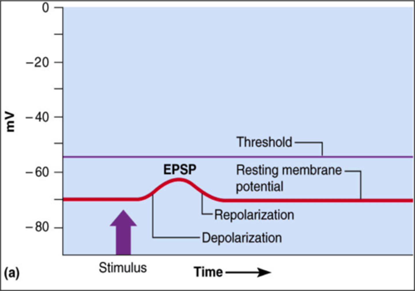 <p>a slight depolarization of a postsynaptic cell, bringing the membrane potential of that cell closer to the threshold for an action potential. Likely using ionotropic receptors. Makes cell more positive, happens in postsynaptic neuron.</p>