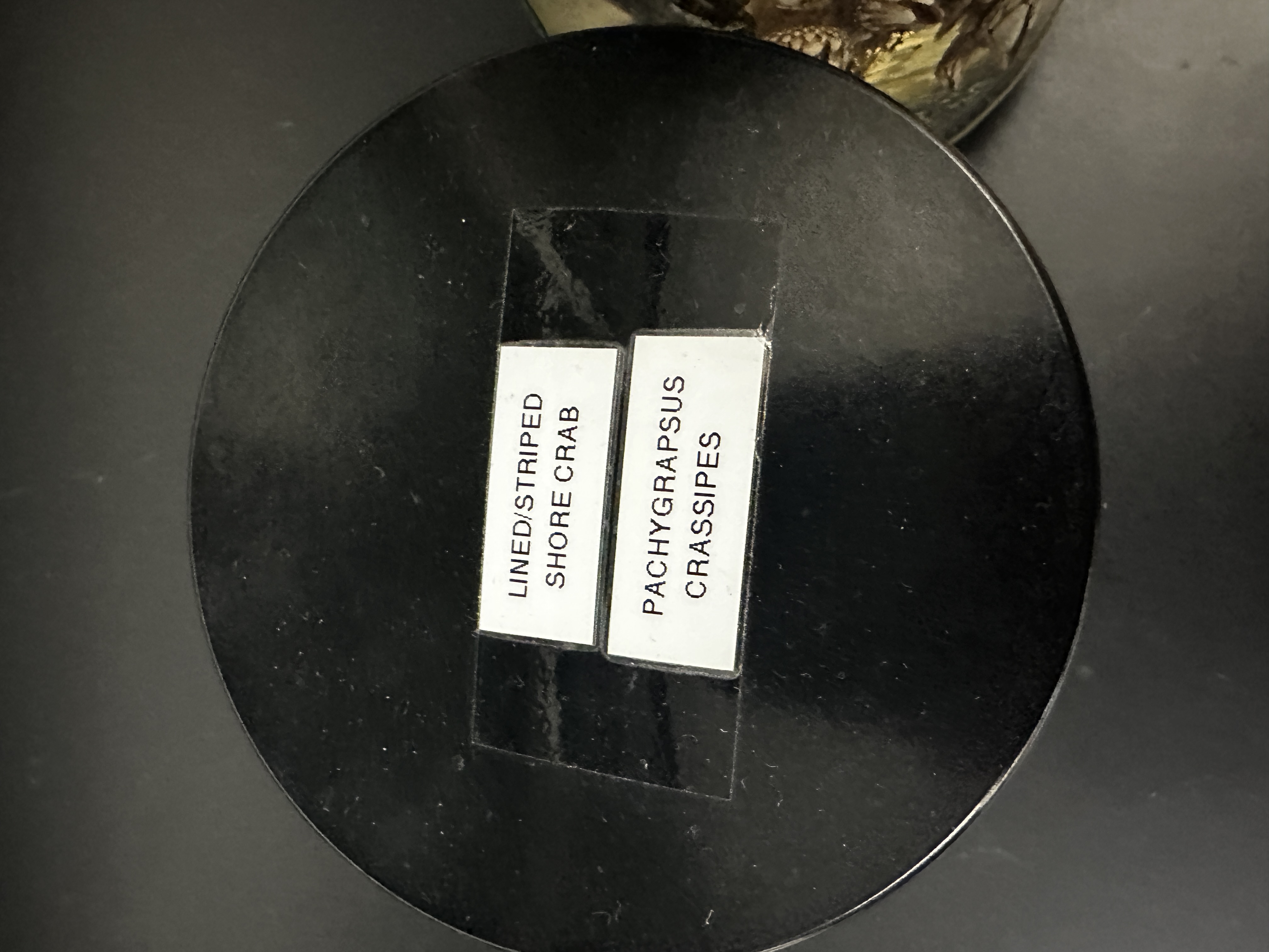 <p>Grouping: Protostome</p><p>Grouping: Ecdysozoa</p><p>Phylum: Arthropoda</p><p>Subphylum: Crustacea</p>